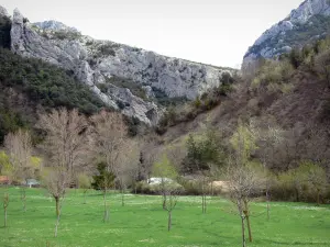 Schluchten Galamus - Felswände dominierend eine mit Bäumen bestreute Wiese