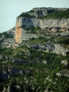 Schluchten Nesque - Bäume und steile Felsen (Felswände) des wilden Canyon