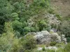 Schluchten des Tapoul - Nationalpark der Cevennen: Felsen, Bäume und Pflanzenwuchs