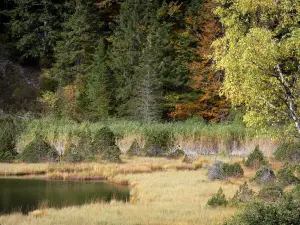 See Luitel - Naturschutzgebiet des Sees Luitel: Wasserfläche, Moor, Sträucher und Bäume; im Belledonne Massiv, auf der Gemeinde Séchilienne