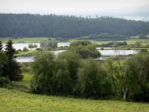 See Remoray - Nationales Naturschutzgebiet: Natursee, Seeufer, Bäume, Weiden und Wald im Hintergrund