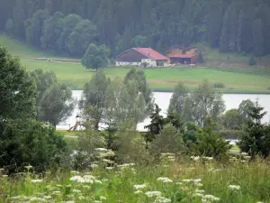 See Remoray - Nationales Naturschutzgebiet: Wiesenblumen vorne, Seeufer, Natursee, Bauernhof, Bäume und Weide