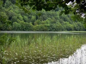 See Val - Schilfrohre, Wasserfläche und Bäume