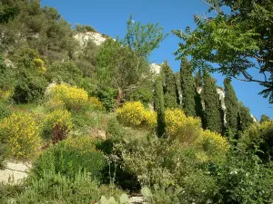 Séguret - Flowers, plants and trees