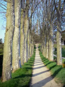 Seuil de Naurouze - Platani che conduce al obelisco di Pierre-Paul Riquet, creatore del Canal du Midi