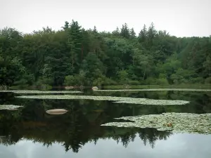 Sidobre - Merle lago con nenúfares y las piedras (cantos rodados), juncos y árboles forestales refleja en el agua (Parc Naturel Régional du Haut-Languedoc)