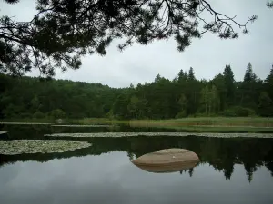 Sidobre - Las ramas de un árbol en primer plano, el Lago de Merle con una piedra (bloque) y lirios de agua, juncos y árboles forestales refleja en el agua (Parc Naturel Régional du Haut-Languedoc)