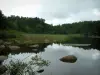 Sidobre - Strauch im ersten Plan, See Merle mit Felsen (Blöcke) und Seerosen, Schilfen und Bäume des Waldes die sich im Gewässer widerspiegeln (Regionaler Naturpark des Haut-Languedoc)