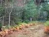 Sologne - Chemin forestier bordé d'arbres (forêt)