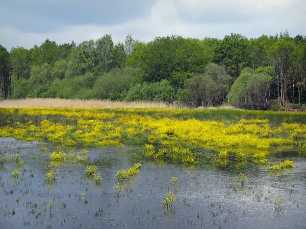 La Sologne - Guide tourisme, vacances & week-end dans le Centre-Val de Loire