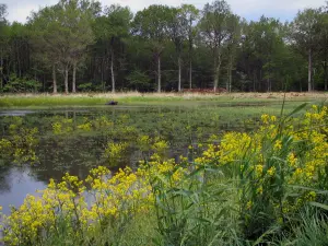 Sologne - Reeds, fiori gialli, stagno e alberi