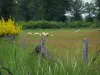 Sologne - La hierba alta, cerca, retama, las ovejas en un prado y árboles