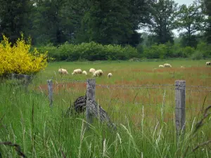 Sologne - Erba alta, recinzione, fioritura delle ginestre, le pecore in un prato e alberi