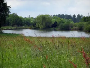 Sologne - Hohe Gräser, Teich und Bäume