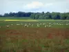 Sologne - Rebaño de ovejas en un campo y los árboles