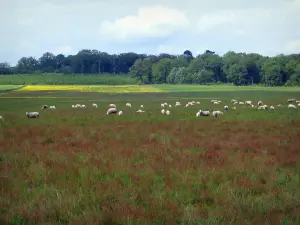 Sologne - Schafsherde in einem Feld und Bäume