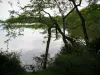 Sologne - Trees and vegetation on the edge of a lake