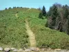 Sommet de Portel - Sentier bordé de végétation menant au sommet de Portel ; dans le Parc Naturel Régional des Pyrénées Ariégeoises