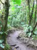 Soufrière - Pas du Roy, Pfad im Tropenwald, führend zu der Savane à Mulets