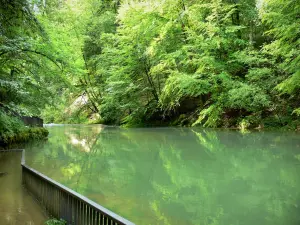 Source de l'Ain - Source de la rivière Ain, arbres au bord de l'eau