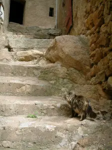 Speloncato - Narrow street (stairway) in the village and a cat