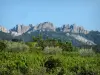 Spitzen von Montmirail - Weinbau, Olivenbäume, Bäume und Massiv mit seinen Felsen und seinen spitzigen Berggipfeln
