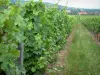 Strada dei Vini - Cammino tra i vigneti e le case in un villaggio in background