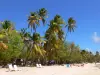 Strand der Salines - Sandstrand gesäumt von Kokospalmen