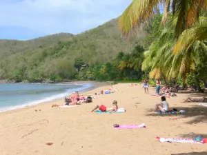 Strände der Guadeloupe - Strand Grande Anse, auf der Insel Basse-Terre, in der Gemeinde Deshaies: Erhohlung auf dem goldenen Sand, zwischen Kokospalmen und dem Meer der Karibik