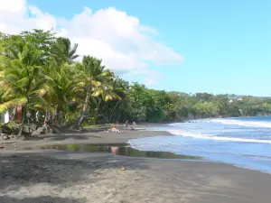 Strände der Guadeloupe - Strand Grande Anse, auf der Insel Basse-Terre, in der Gemeinde Trois-Rivières: schwarzer Sandstrand gesäumt von Kokospalmen und Meereswellen