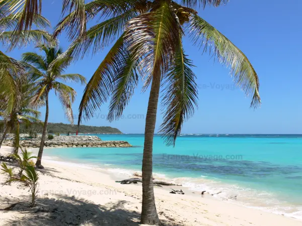 Stranden van Guadeloupe - Feuillère strand, op het eiland Marie Galante : kokospalmen en wit zandstrand met uitzicht op de turquoise lagune