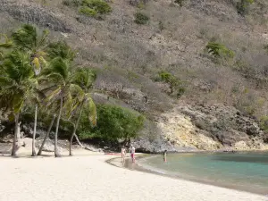 Stranden van Guadeloupe - Pompierre strand in de Saintes archipel, op het eiland van Terre -de - Haut : wit zand, palmbomen en turquoise lagune