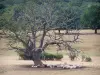 Südburgund Landschaften - Schafherde am Fusse eines Baumes