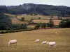 Südburgund Landschaften - Charolais Kühe in einer Weide, Bäume, Bauernhof und Wald überragend die Gesamtheit