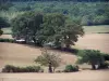 Südburgund Landschaften - Äcker, Bäume und Wald