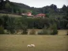 Südburgund Landschaften - Charolais Kuh mit ihrem Kalb in einer Weide, Bäume und Häuser