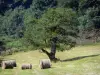 Suisse normande - Arbre et bottes de foin dans un champ