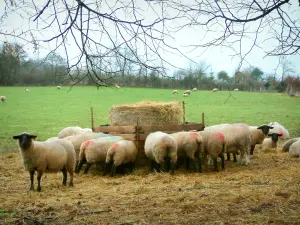 Suisse Normande - Branches, herd of sheeps, green prairie and trees in background