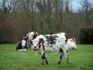 Suisse Normande - Normandy cows in a prairie (meadow) and trees in background