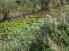 Sumpf von Saint-Gond - Vegetation am Wasserrand, Wasserrosen