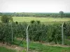 Sumpf Vernier - Obstgarten und Wiese; im Regionalen Naturpark der Boucles de la Seine Normande