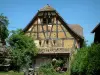 Sundgau - Arbres et maison ancienne à pans de bois (village de Riespach)