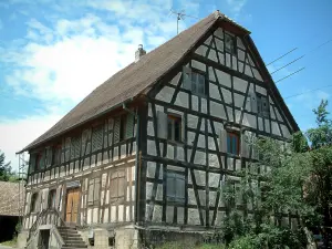 Sundgau - Half-timbered house and a tree (village of Riespach)