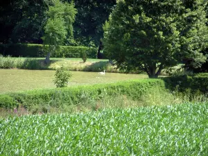 Sundgau - Corn field, pond and trees