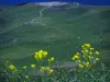 Superbagnères - Erba alta e fiori di campo in primo piano, gli impianti di risalita e le mucche nei pascoli, nei Pirenei