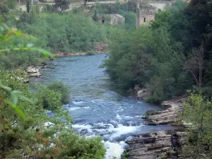 Tal des Hérault - Schluchten des Hérault: Felsen, Fluss Hérault gesäumt von Bäumen