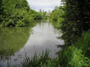 Tal Indrois - Hohe Gräser, Fluss (Indrois) und Bäume am Rande des Wassers