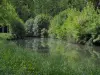 Tal Indrois - Wild wachsende Blumen und hohe Gräser vorne, und Bäume die sich im Gewässer des Flusses (Indrois ) widerspiegeln