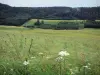 Tal Mouthe - Wiesenblumen und hohe Gräser vorne, Wiesen, Tannen (Bäume) und Wald; im Regionalen Naturpark des Haut-Jura