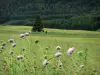 Tal Mouthe - Wiesenblumen und hohe Gräser vorne, Wiese, Tannen (Bäume), Wald; im Regionalen Naturpark des Haut-Jura